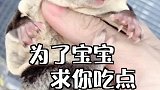 老三，好歹千万人看着你育儿袋宝宝出来，你得吃饭喂饱袋中的宝宝啊！