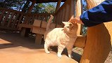 野外遇见一只颜色怪异的流浪猫，竟然还不怕人