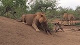 鬣狗咬死狮王幼崽，狮王大开杀戒，鬣狗付出了惨痛的代价