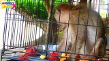 哈哈哈哈这只猴子太饥饿了，此刻眼里只有吃的