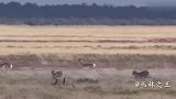 猎豹捕猎黑斑羚，狂奔120码的速度，太彪悍了！