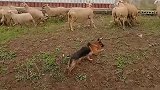 德牧犬，不仅看家护院，还可放牧牛羊，