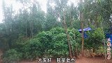 鸡舍旁发现一窝小鸟，光秃秃的身子大大的嘴，见我张口就要吃