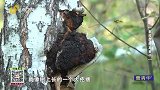 不起眼的桦褐孔菌，煮水对身体有很好的作用