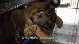 小白虎贪玩儿，被老妈一声吼吓到腿软，立刻老老实实回家了！