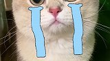 太奇怪了，我们家猫明明很乖很安静的萌宠 猫 剧情 剧情反转 剧情梗