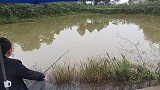 佛系钓鱼，天冷气温13度，一钩蚯蚓一钩搓饵，一上午中3条鱼