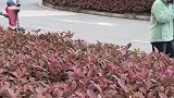 小男孩带朋友兜风，男人果然还是得有车啊