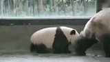 看看大熊猫妈妈是怎么带孩子的，心疼宝宝