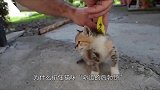 为什么掐住猫咪“命运的后勃颈”，就像被点死穴一般，一动不动