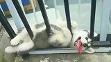 狗子：主人快来救我，我被卡住了！