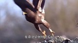 老鹰误将巨蜥当成猎物，一个猛冲，谁料下一秒惨遭反杀！