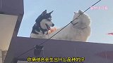 爆笑：我家二哈，天天去隔壁家找萨摩耶约会！