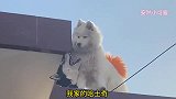 爆笑：我家二哈，天天去隔壁家找萨摩耶约会！