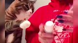 猫咪原来也喜欢化妆啊
