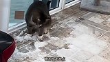 喵大爷去二仙桥走成华大道