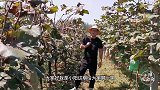 现在葡萄为啥没以前好吃？是我们生活好了，还是确实种的不好吃！
