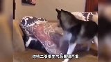 金毛很生气后果很严重