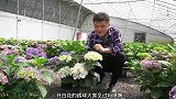 进口变异绣球，开出白色大花球，银装素裹美不胜收
