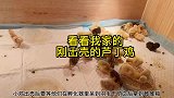 带你们看看我家刚出壳的芦丁鸡宝宝