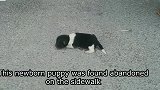 新生小狗被遗弃在人行道上，抱回家后的小狗睡觉总是惊醒