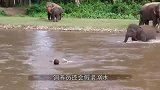 饲养员在河边洗头，大象非要贴身保护，真是太感人了！