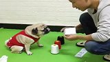可爱的斗牛犬，一心一意护着自己骨肉！