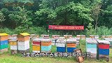 小伙深山探访蜂场，养蜂人介绍心型巢蜜，大家都惊叹养蜂人的智慧