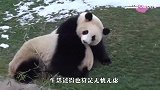 一只气球掉进熊猫园，国宝大熊猫吓坏了，网友：又心疼又好笑
