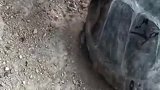 流浪狗巧遇王八，问君能有几多愁，恰似咬狗爪