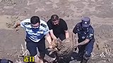 有羊群在河边喝水时陷入淤泥
