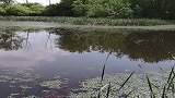 这个野塘真好，一条杂鱼都没有全是大野鲫，太爽了！