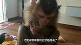 猴子坐在主人身上抱着奶瓶喝奶，喝着喝着竟然睡着了，跟孩子一样