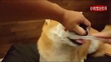 主人给柴犬刷门牙，把鼻子揪起来的时候真好玩！