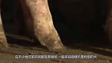 为何美国能成养猪第一大国？看完他们的养猪方式，不得不让人赞叹