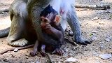 母猴带着小猴，下一秒好惊魂