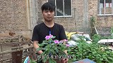 长春花不开花？选择合适的“肥料”，花开不断