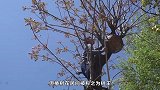 立春之后发新芽，香椿树为什么在农村很常见？答案来了