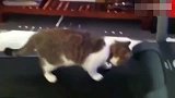 被迫走上跑步机的肥猫，这敷衍了事的态度好欠揍