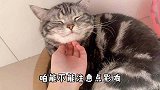 主人说公猫打呼噜声太大，结果公猫都不正眼看主人！
