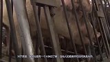 美国人基本不吃猪肉，为何成了养猪大国？看完彻底服气了