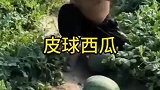 吃口瓜怎么这么难