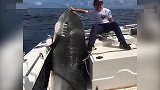 【澳大利亚】8岁小男孩钓上600多斤大虎鲨 有望打破世界纪录