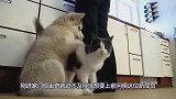 自从给二哈带了只猫咪作伴，每天都像扫黄现场，网友：扎心了！