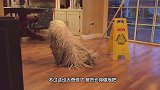这可不是什么水怪，这是阿富汗猎犬在游泳，纵享丝滑，狗中颜霸