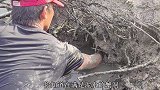 在退潮后的红树林抓螃蟹，大青蟹太猛了，一不小心便可能被夹到！