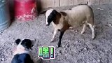 你还不服？你想起义？笑一遍