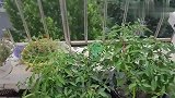 我家的空中花园，有花有菜，有笑声!