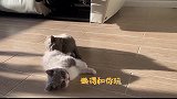 小奶猫们爆发大乱斗，画面太萌不敢看！老夫的心已化