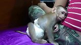 小猴子很想睡觉了要粘着妈妈陪它一起睡，真把自己当人了？